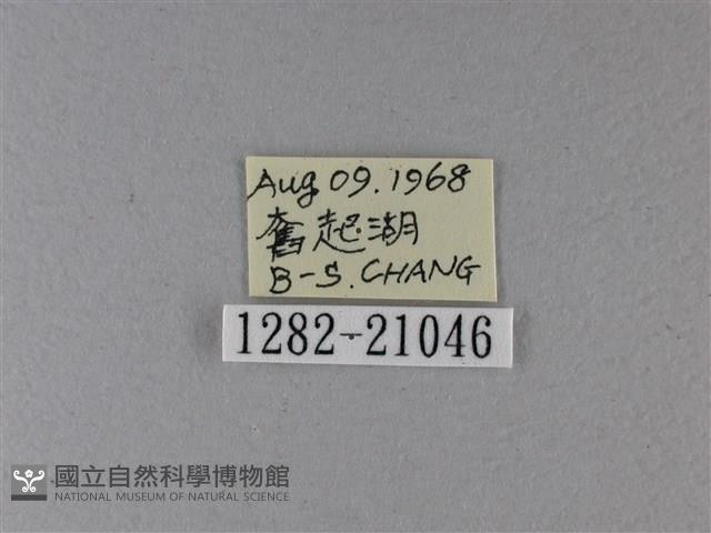 小星弄蝶藏品圖，第3張