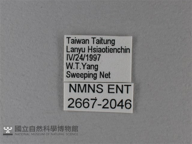 黑脈樺斑蝶藏品圖，第3張