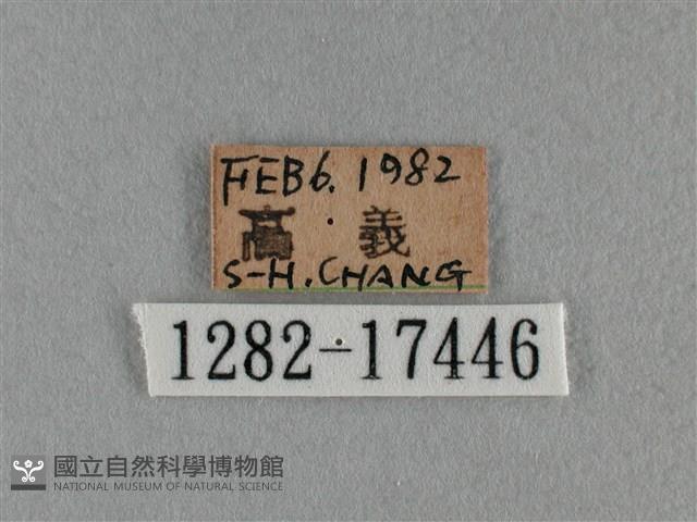 細灰蝶藏品圖，第3張