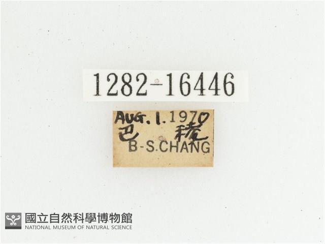 綠艷長腳花金龜藏品圖，第2張