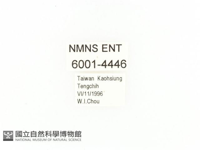 臺灣鍬形金龜藏品圖，第2張