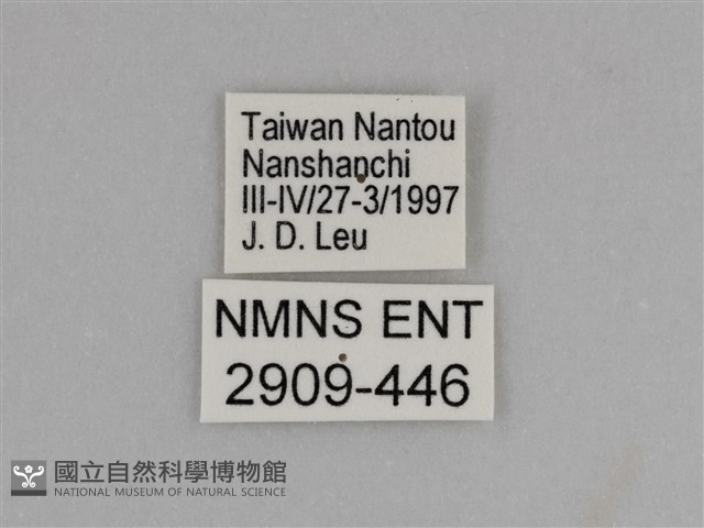臺灣絹蛺蝶藏品圖，第3張
