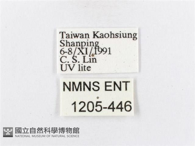 蓬萊茶斑蛾藏品圖，第3張