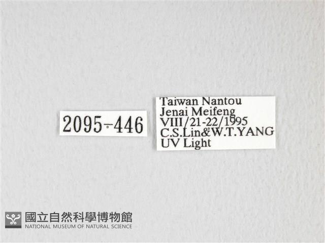 黃豹天蠶蛾藏品圖，第3張