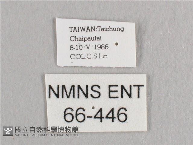 接骨木帶鉤蛾藏品圖，第3張