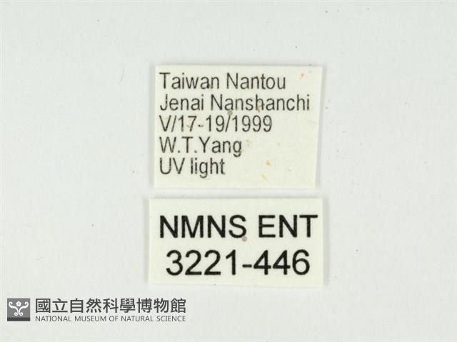 白星駝蛾藏品圖，第3張