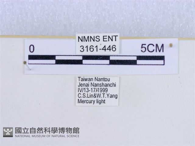 巨網燈蛾藏品圖，第3張