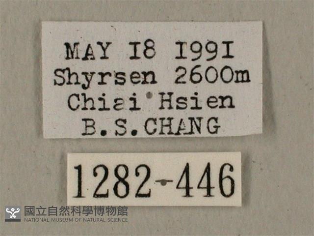 全緣缺角天蛾藏品圖，第3張