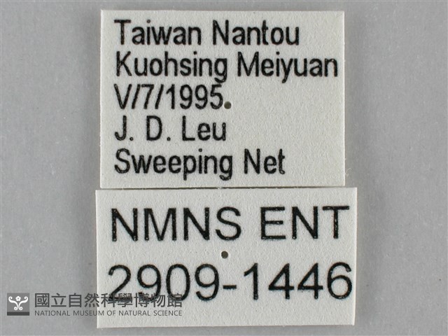 紫俳線蛺蝶藏品圖，第3張