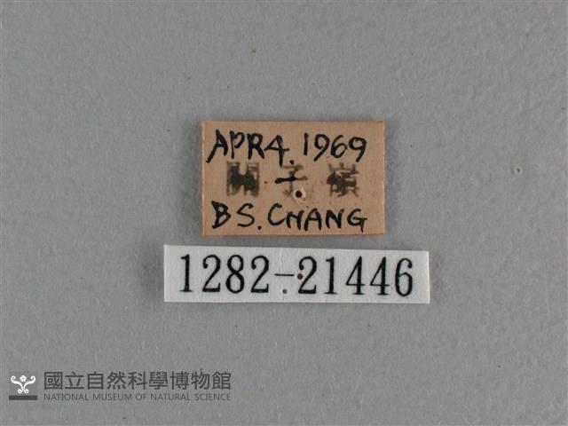 竹橙斑弄蝶藏品圖，第3張