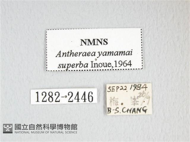 大透目天蠶蛾藏品圖，第3張