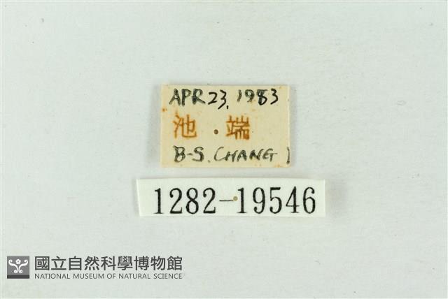 粉太波紋蛾藏品圖，第3張