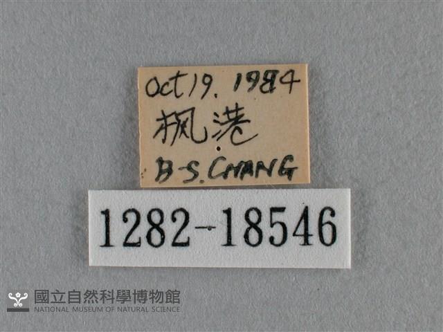 細灰蝶藏品圖，第3張