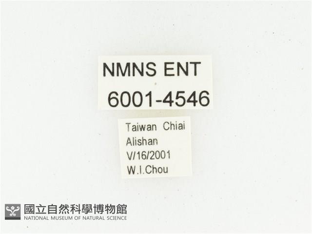 巴蘭陷紋金龜藏品圖，第2張