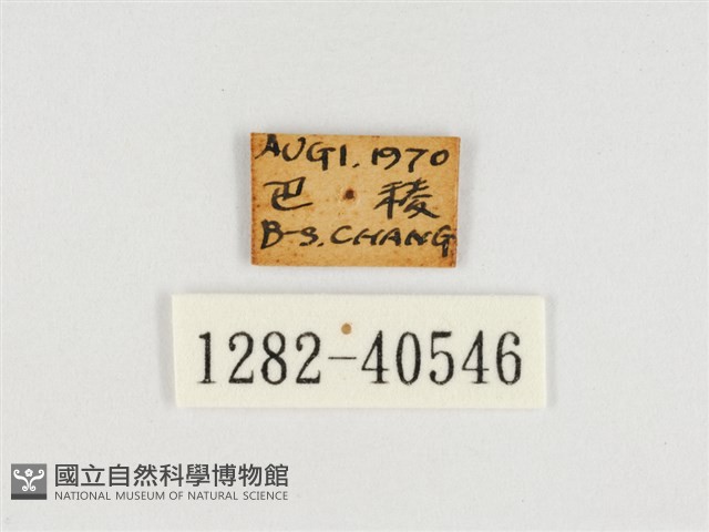 甲仙翠蛺蝶藏品圖，第3張