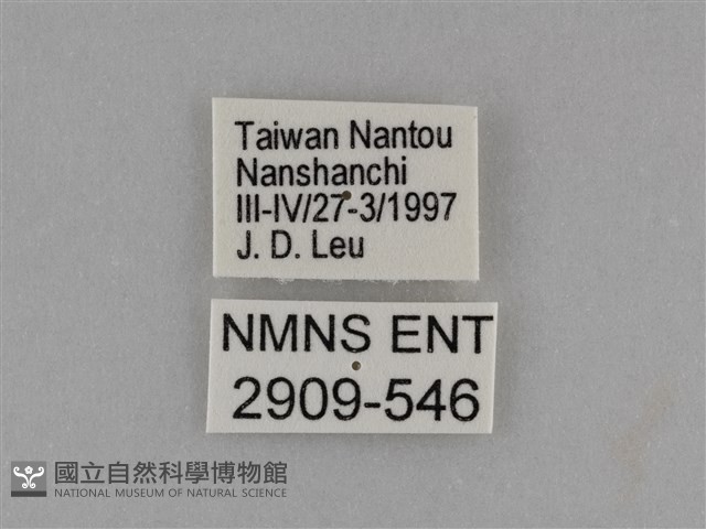 臺灣絹蛺蝶藏品圖，第3張