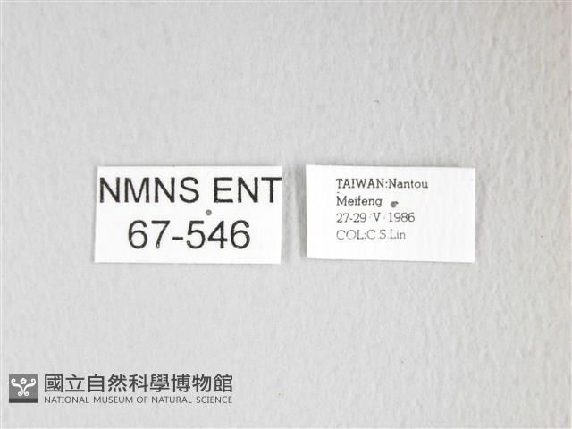 圓翅大鉤蛾藏品圖，第3張