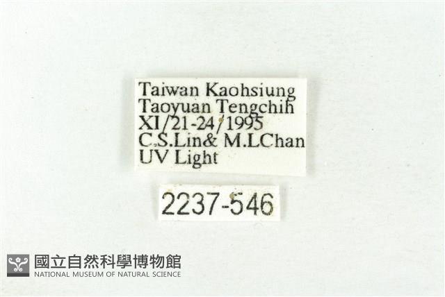 樹形尺蛾藏品圖，第3張