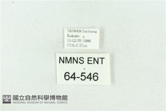 菊池污燈蛾藏品圖，第3張