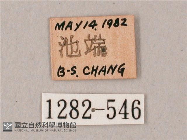 粗斜紋天蛾藏品圖，第3張