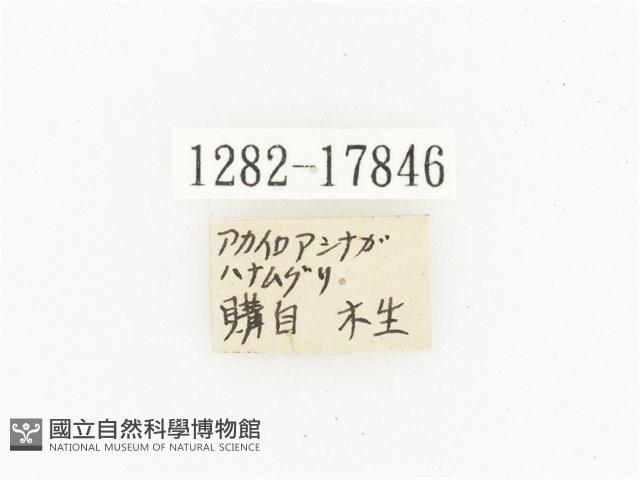 血紅虎斑花金龜藏品圖，第2張