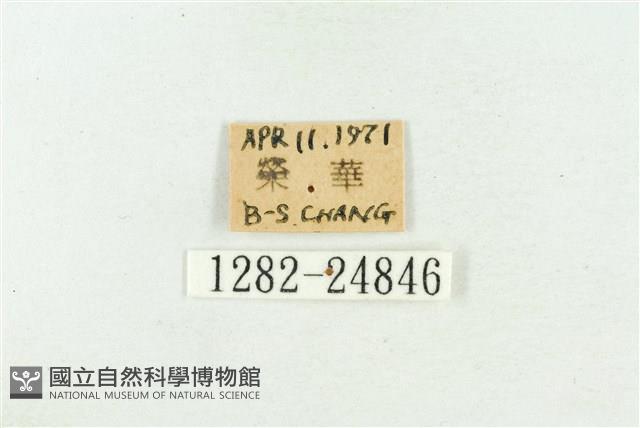 高砂燕灰蝶藏品圖，第3張
