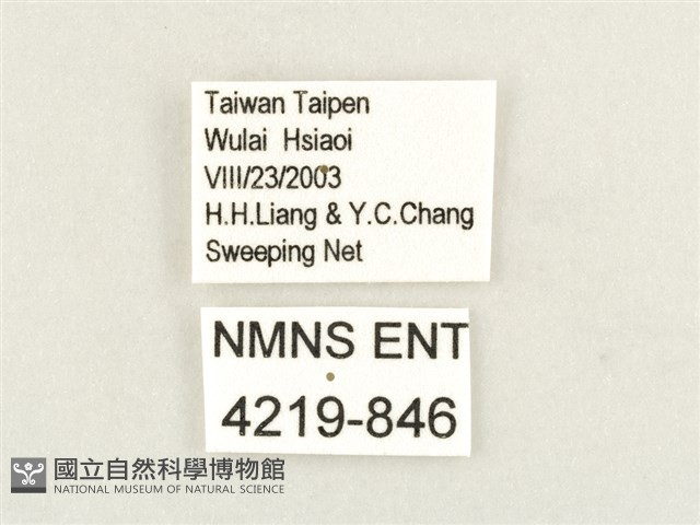 方環蝶藏品圖，第3張