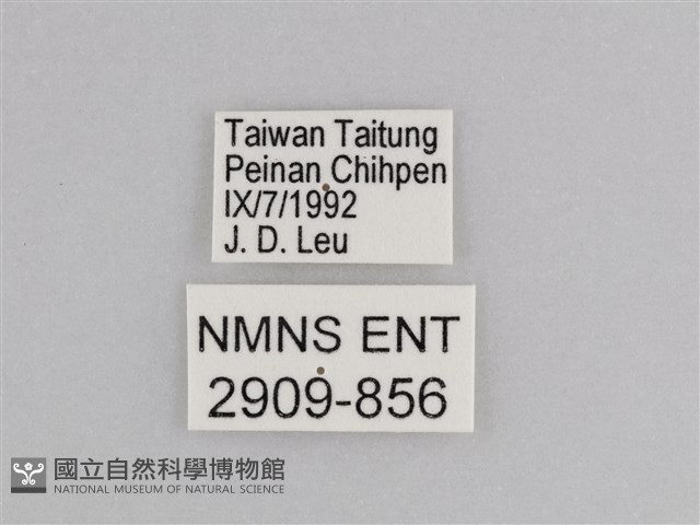 樺斑蝶藏品圖，第3張