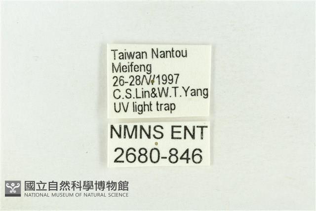 棍棒污燈蛾藏品圖，第3張