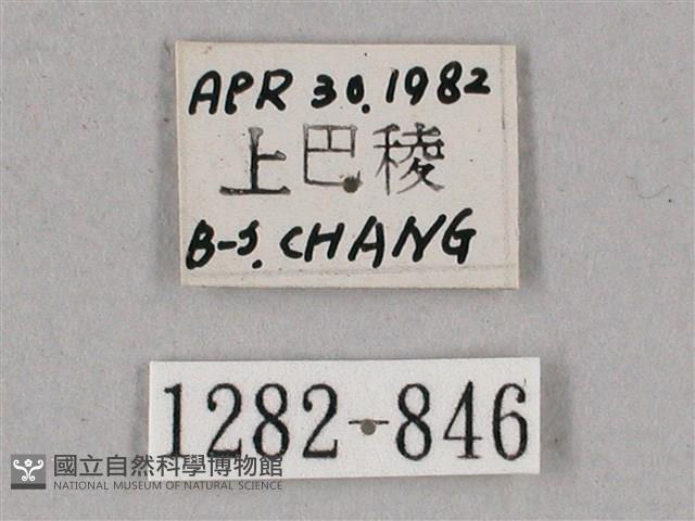 榆綠天蛾藏品圖，第3張