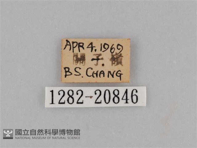 紫帶眉眼蝶藏品圖，第3張