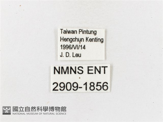 白帶波眼蝶藏品圖，第3張