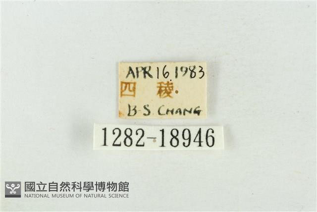 臺洒波紋蛾藏品圖，第3張