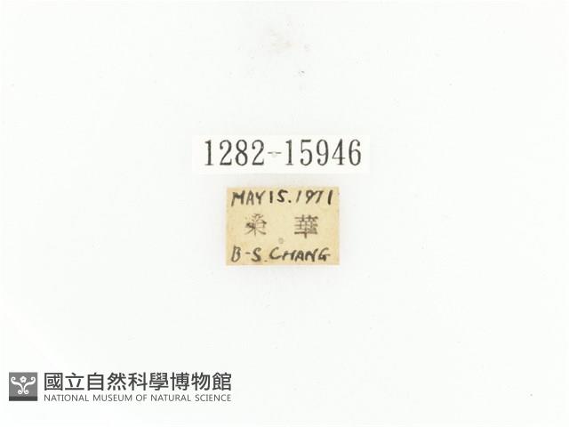 臺灣角金龜藏品圖，第2張