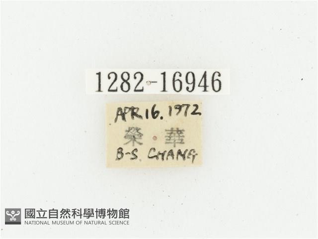 橫斑黑花金龜藏品圖，第2張