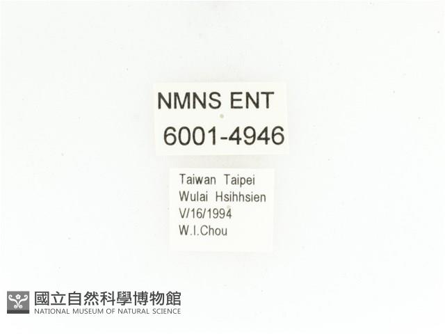 藍艷白點花金龜藏品圖，第2張