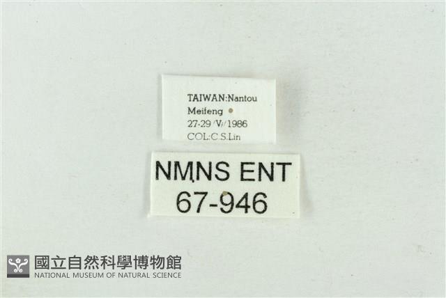 連珠波紋蛾藏品圖，第3張