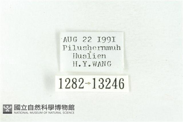 樹形尺蛾藏品圖，第3張