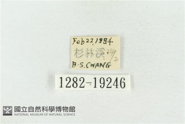 印華波紋蛾藏品圖，第3張
