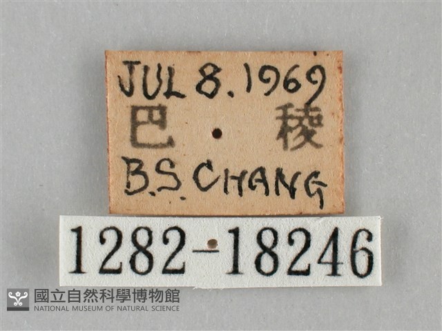 紫俳線蛺蝶藏品圖，第3張