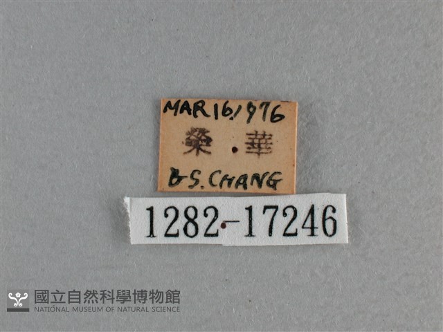 黃豹盛蛺蝶藏品圖，第3張