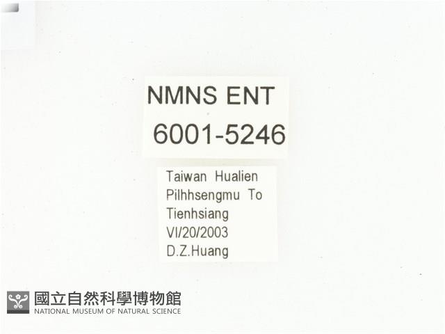 三輪長腳花金龜藏品圖，第2張