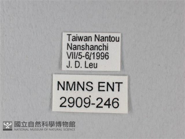 異粉蝶、雌白黃蝶藏品圖，第3張