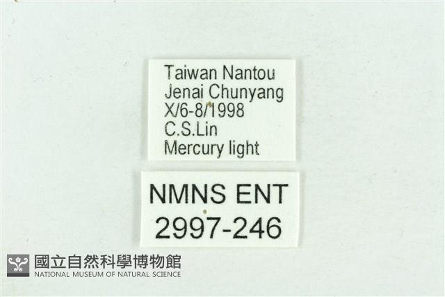 粉紅帶散紋夜蛾藏品圖，第3張