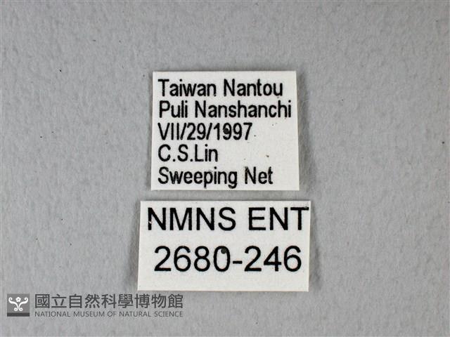 異粉蝶、雌白黃蝶藏品圖，第3張