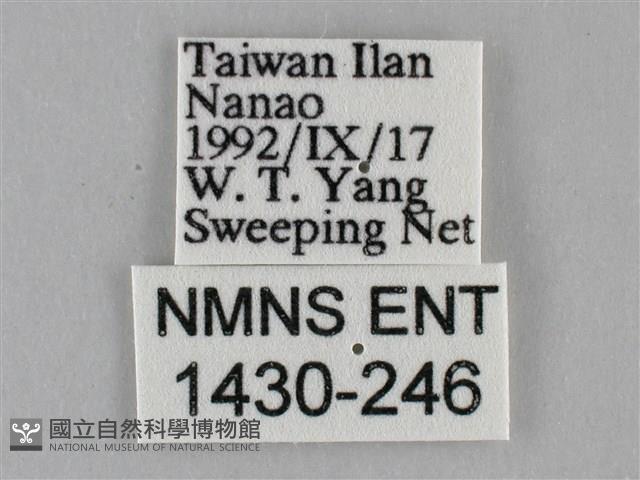 纖粉蝶、黑點粉蝶藏品圖，第3張