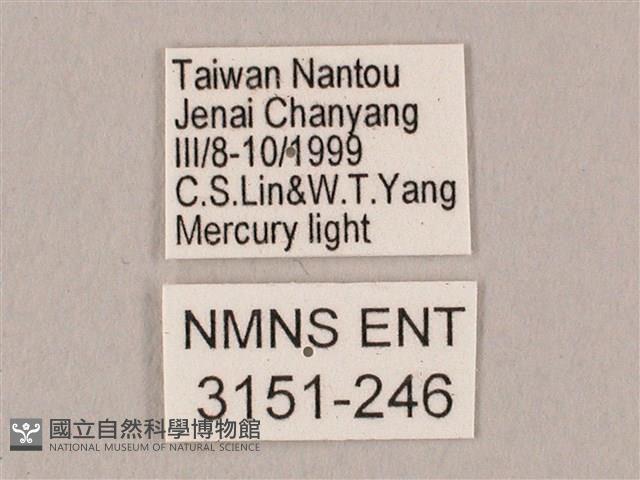 栗六點天蛾藏品圖，第3張