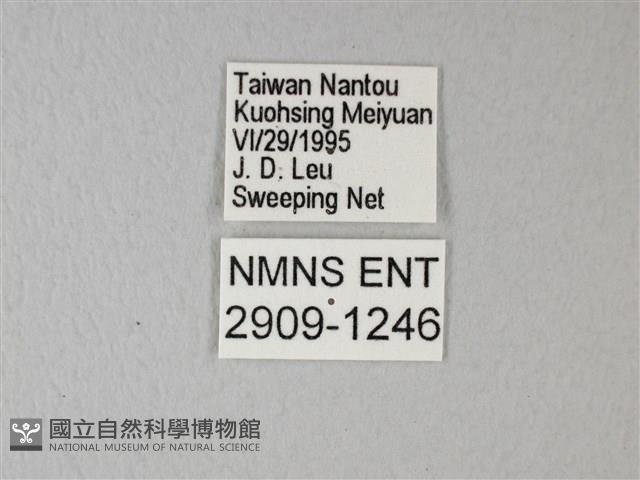 橙端粉蝶、端紅蝶藏品圖，第3張