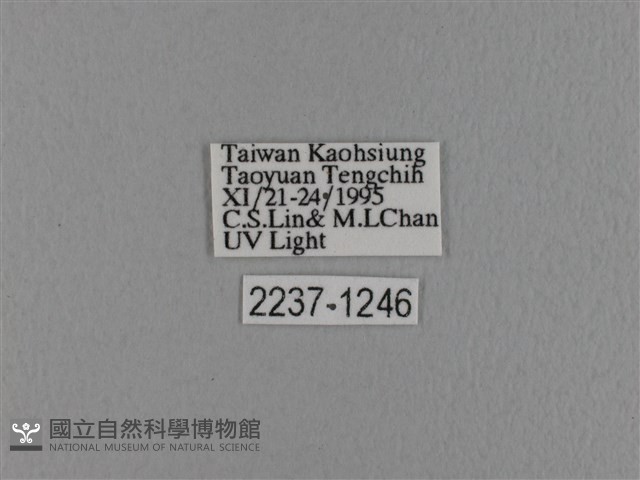 波紋枯葉蛾藏品圖，第3張