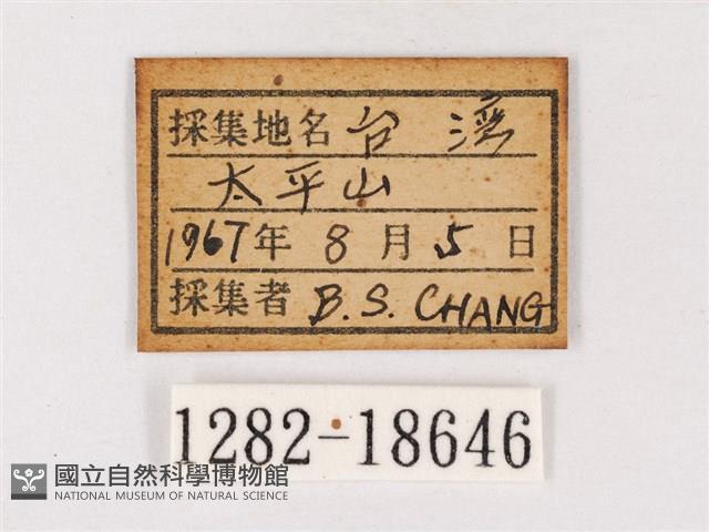 閃灰蝶藏品圖，第3張